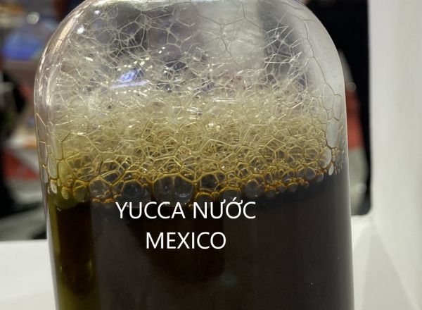 Mua bán sỉ yucca nước nguyên liệu Mexico