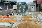 Cần bán túi jumbo đã qua sử dụng tải trọng cao trữ lúa 800kg đến 1000 kg giá rẽ