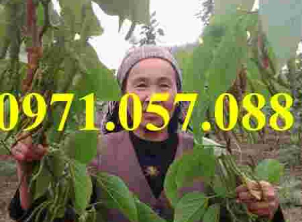 Cây giống dâu Đài Loan quả dài