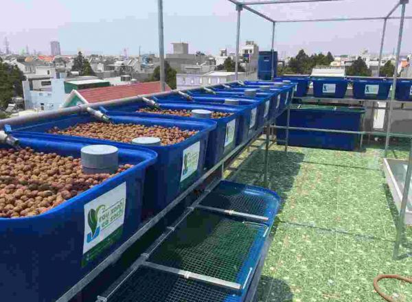 Chuyên phân phối thùng nhựa chữ nhật trồng sen, nuôi cá chất lượng uy tín