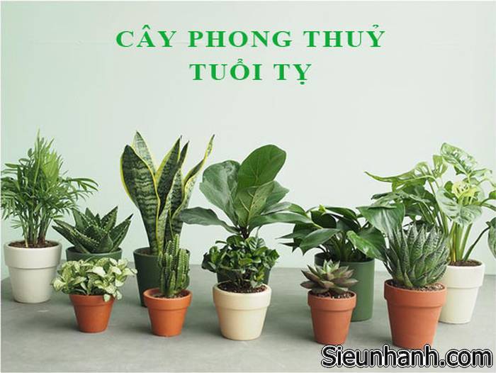 loai-cay-phong-thuy-mang-lai-may-man-cho-nguoi-tuoi-ty-1