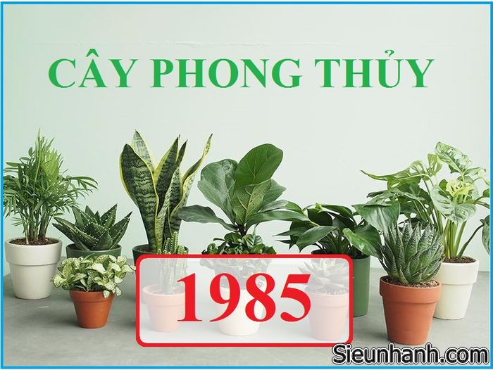 nhung-dieu-can-biet-ve-phong-thuy-tuoi-at-suu-1985-11